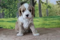 Zach, a male Cavapoo for sale in Edon, OH – 3 of 7