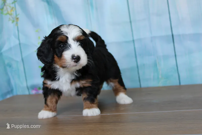 Mara – Miniature Bernedoodle puppy for sale in Edon, OH
