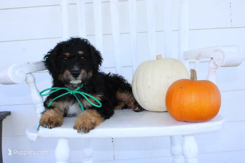 mike – Miniature Bernedoodle puppy for sale in Edon, OH