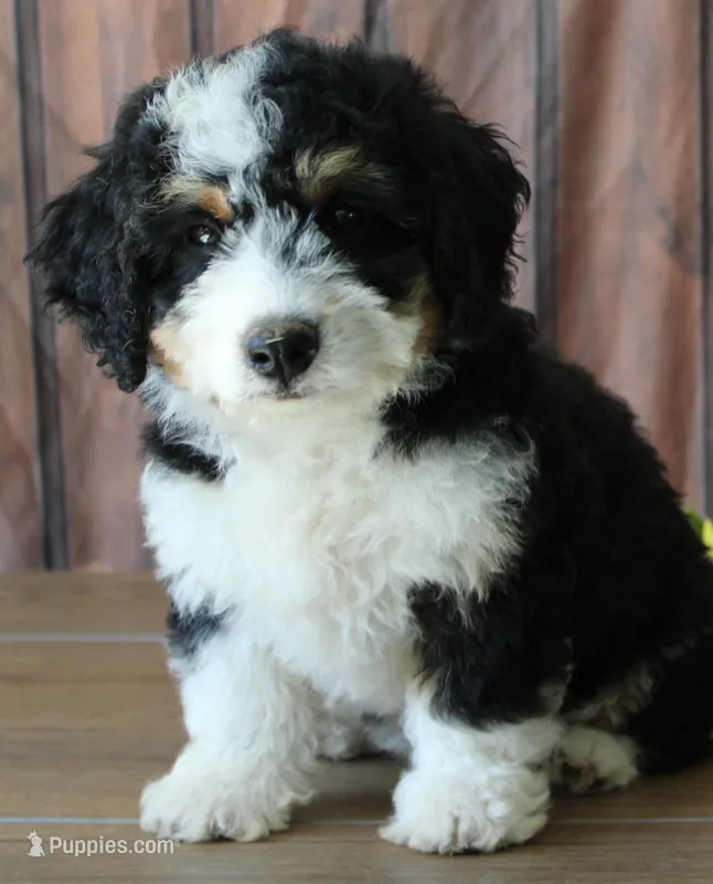 marshal – Miniature Bernedoodle puppy for sale in Edon, OH