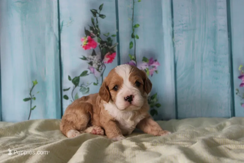 Zach – Cavapoo puppy for sale in Edon, OH