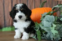 marshal, a male Miniature Bernedoodle for sale in Edon, OH – 3 of 10