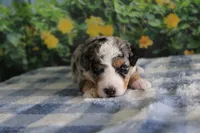 mack, a male Miniature Bernedoodle for sale in Edon, OH – 7 of 10