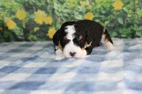 marshal, a male Miniature Bernedoodle for sale in Edon, OH – 4 of 5