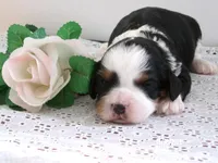 Jenny, a female Cavapoo for sale in Edon, OH – 3 of 3