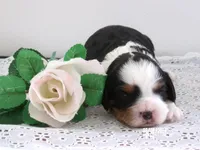 Jenny, a female Cavapoo for sale in Edon, OH – 2 of 3