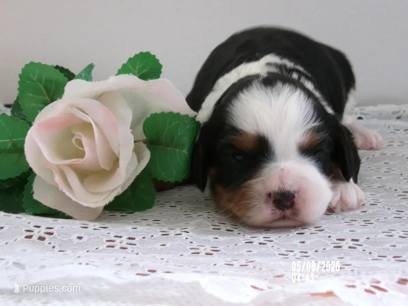Jenny – Cavapoo puppy for sale in Edon, OH