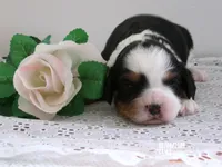 Jenny, a female Cavapoo for sale in Edon, OH – 1 of 3
