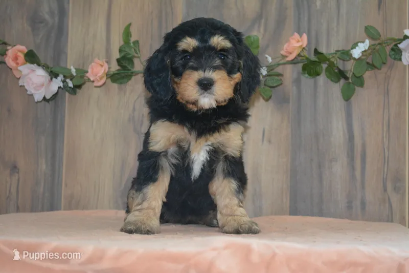 Mara – Miniature Bernedoodle puppy for sale in Edon, OH