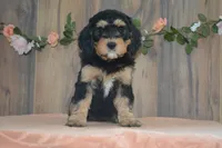 Mara, a female Miniature Bernedoodle for sale in Edon, OH – 1 of 4