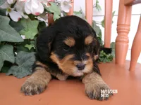 Mara, a female Miniature Bernedoodle for sale in Edon, OH – 3 of 4