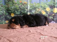 Mara, a female Miniature Bernedoodle for sale in Edon, OH – Photo 2 of 4