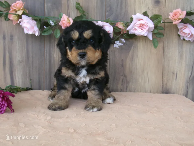 Mara – Miniature Bernedoodle puppy for sale in Edon, OH
