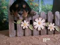 Mara, a female Miniature Bernedoodle for sale in Edon, OH – Photo 1 of 4