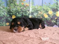 Mara, a female Miniature Bernedoodle for sale in Edon, OH – Photo 4 of 4