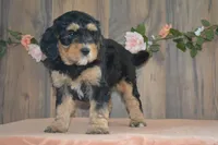 Mara, a female Miniature Bernedoodle for sale in Edon, OH – 2 of 4