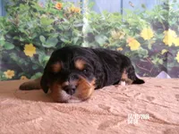 Mara, a female Miniature Bernedoodle for sale in Edon, OH – Photo 3 of 4