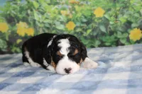 marshal, a male Miniature Bernedoodle for sale in Edon, OH – 3 of 5