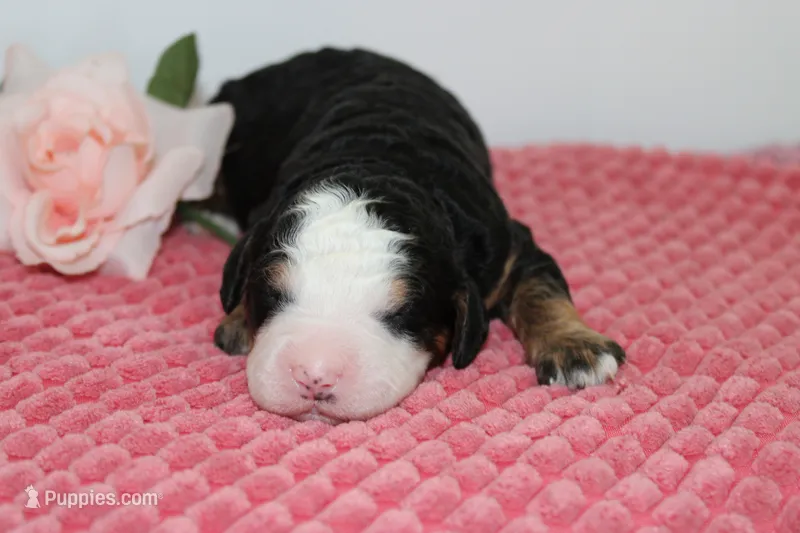Jackie – Miniature Bernedoodle puppy for sale in Edon, OH