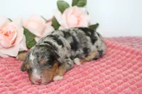 Skylight, a female Miniature Bernedoodle for sale in Edon, OH – 1 of 3