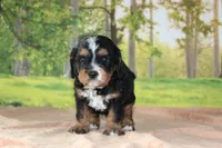 sammy, a male Cavapoo for sale in Edon, OH – 3 of 4