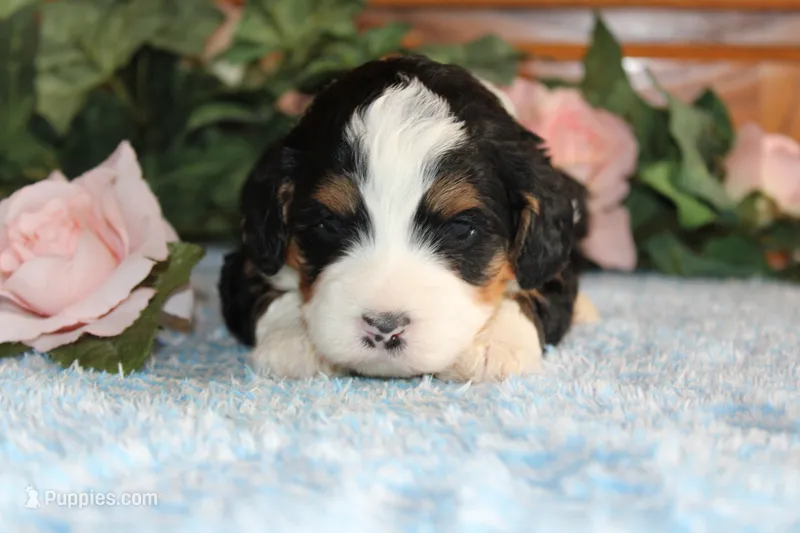 Christian – Miniature Bernedoodle puppy for sale in Edon, OH