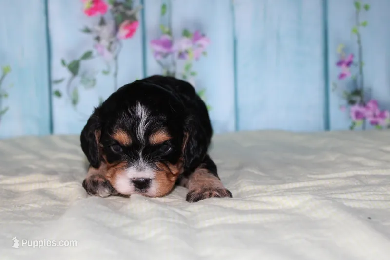 tylar – Miniature Bernedoodle puppy on hold in Edon, OH