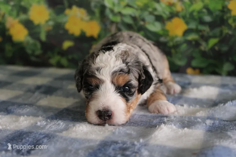 mack – Miniature Bernedoodle puppy for sale in Edon, OH