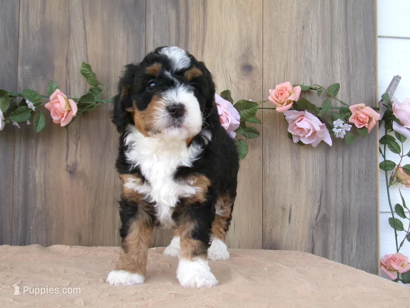 Cali – Miniature Bernedoodle puppy for sale in Edon, OH