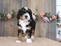 Cali, a female Miniature Bernedoodle for sale in Edon, OH – 3 of 5