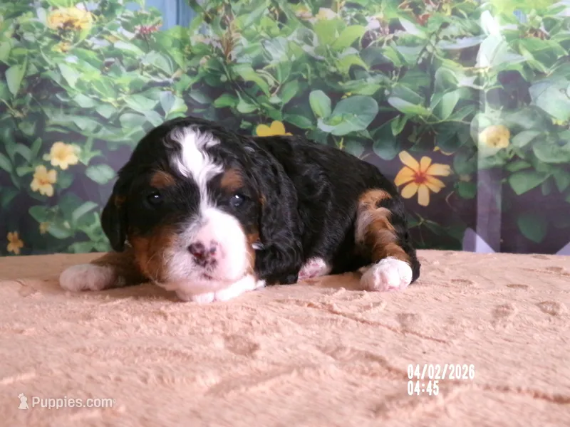 Cali – Miniature Bernedoodle puppy for sale in Edon, OH