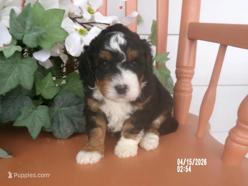 Cali – Miniature Bernedoodle puppy for sale in Edon, OH