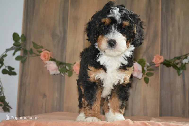 Cali – Miniature Bernedoodle puppy for sale in Edon, OH
