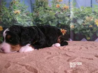 Cali, a female Miniature Bernedoodle for sale in Edon, OH – Photo 2 of 4