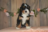 Cali, a female Miniature Bernedoodle for sale in Edon, OH – 2 of 5