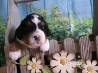 Cali, a female Miniature Bernedoodle for sale in Edon, OH – Photo 4 of 4