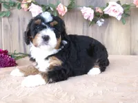 Cali, a female Miniature Bernedoodle for sale in Edon, OH – 5 of 5