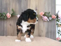 Cali, a female Miniature Bernedoodle for sale in Edon, OH – 4 of 5