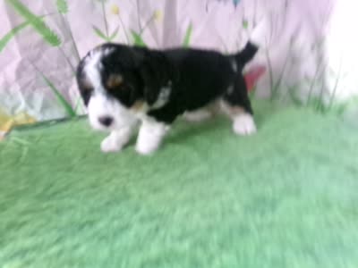 marshal, a male Miniature Bernedoodle for sale in Edon, OH – 10 of 10