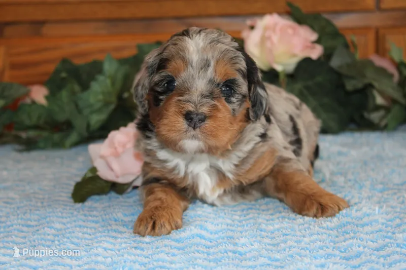 Maveric – Miniature Bernedoodle puppy for sale in Edon, OH