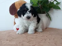 processed/1b58dba6-b85c-4cfb-aaf2-cd0da5340b7a/listing/4014dd23-6aa6-4a39-b5b0-2dc5e6536b1c/622f225b-864f-48bd-b55e-a596cfc7f609