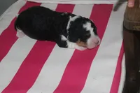 mike, a male Miniature Bernedoodle for sale in Edon, OH – 2 of 2