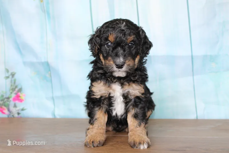 mike – Miniature Bernedoodle puppy for sale in Edon, OH