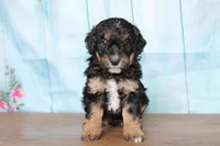 mike, a male Miniature Bernedoodle for sale in Edon, OH – 3 of 8