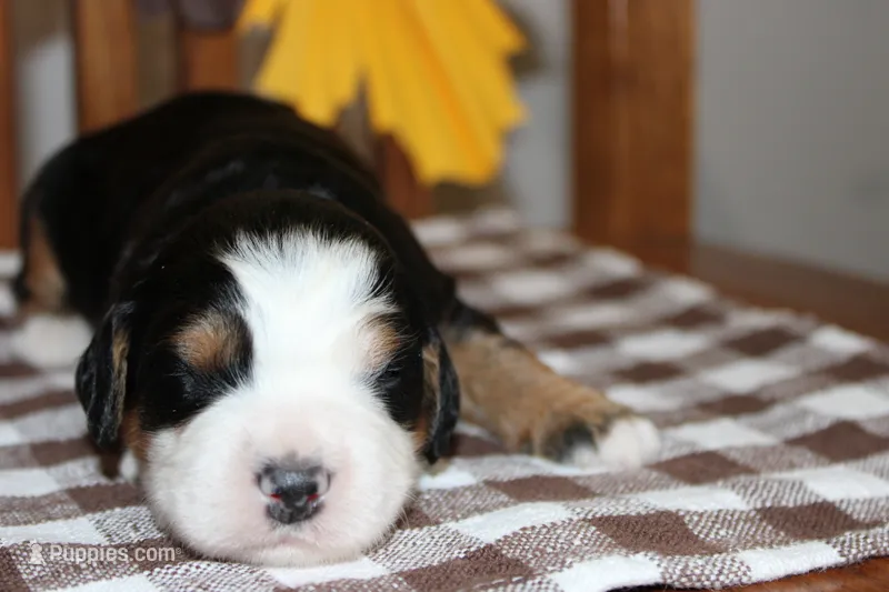 Jaylin – Miniature Bernedoodle puppy for sale in Edon, OH