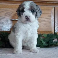Rose is adopted, a female Miniature Bernedoodle for sale in Edon, OH – Photo 3 of 7