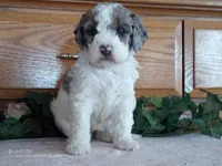 Rose is adopted, a female Miniature Bernedoodle for sale in Edon, OH – Photo 3 of 7