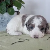 Rose is adopted, a female Miniature Bernedoodle for sale in Edon, OH – Photo 6 of 7