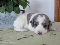 Rose is adopted, a female Miniature Bernedoodle for sale in Edon, OH – Photo 6 of 7