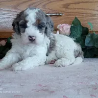 Rose is adopted, a female Miniature Bernedoodle for sale in Edon, OH – Photo 1 of 7